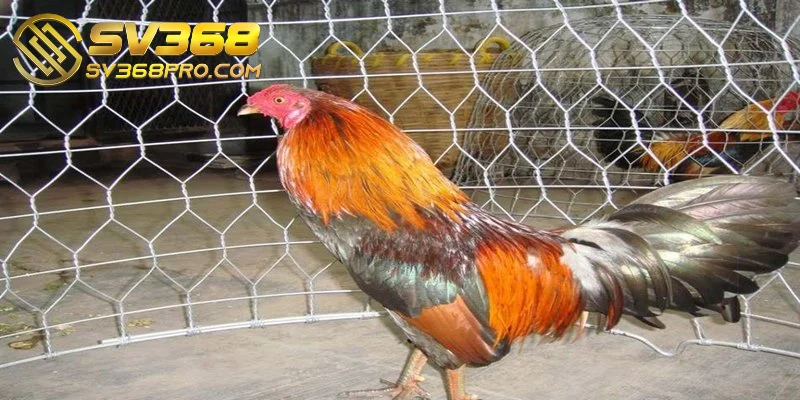 Cách huấn luyện gà đá cựa sắt - Tổng hợp các phương pháp 3 Tùy theo từng giai đoạn phát triển để cung cấp thức ăn cho gà