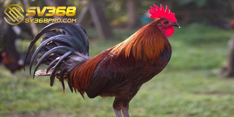 Cách huấn luyện gà đá cựa sắt - Tổng hợp các phương pháp 1 Cách huấn luyện gà đá cựa sắt có tầm quan trọng rất lớn