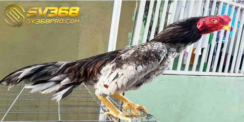 Gà Shamo - Giống gà đặc chủng được nhiều sư kê săn đón 4 Shamo là một biểu tượng văn hóa trong cộng đồng yêu thích chọi gà